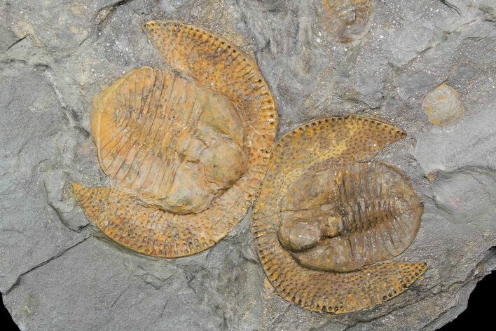 Two Orange Declivolithus Trilobite (Pos/Neg Split) Morocco #92485